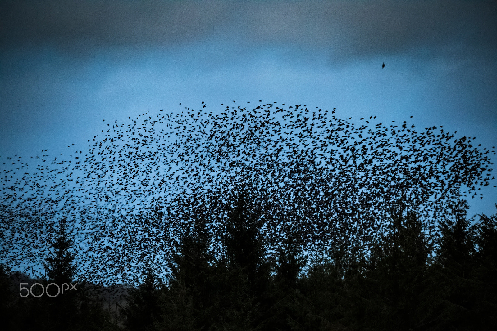 Canon EOS 6D + Sigma 120-300mm F2.8 EX DG HSM sample photo. Migrants song photography