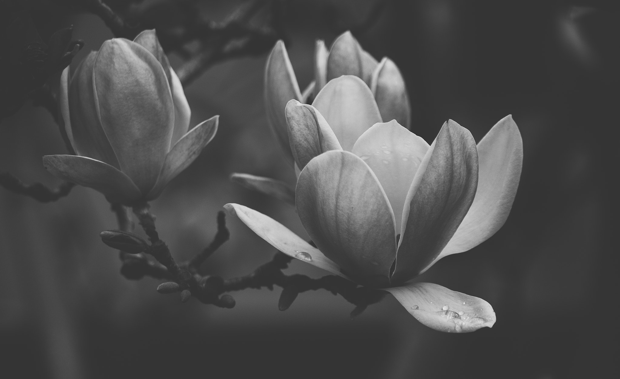 Canon EF-S 55-250mm F4-5.6 IS sample photo. Impermanence photography