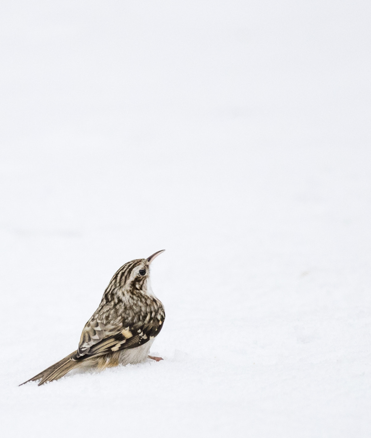 Canon EOS-1D X Mark II sample photo. I wish i could fly... photography