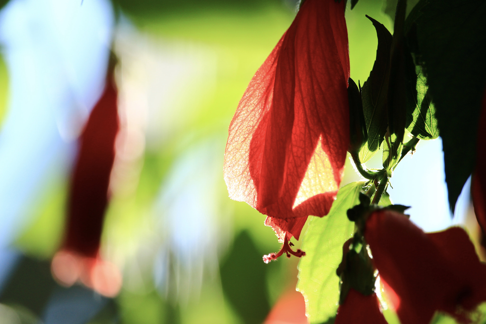 Canon EOS 700D (EOS Rebel T5i / EOS Kiss X7i) sample photo. Sleeping hibiscus photography