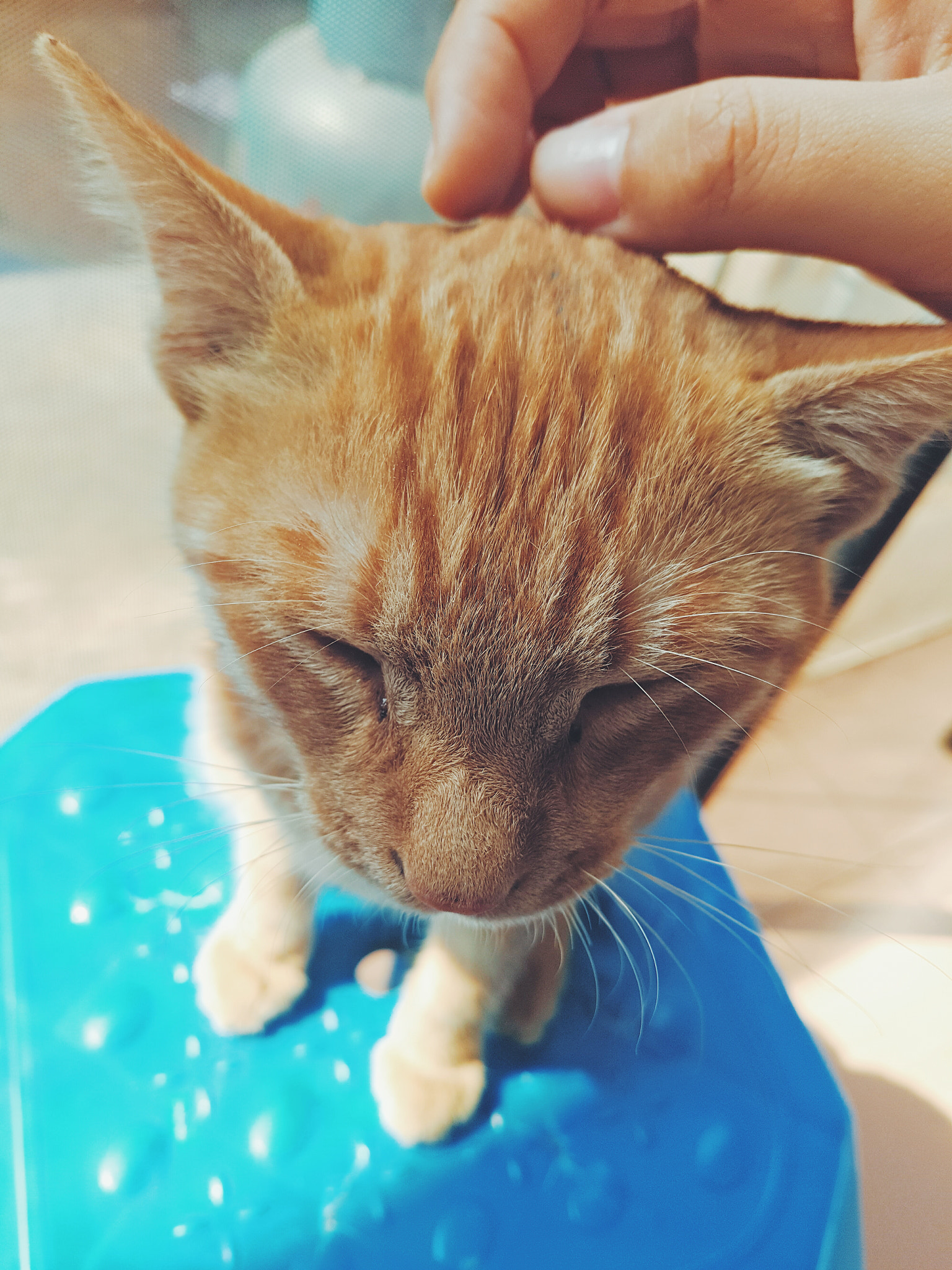 Meizu PRO 5 sample photo