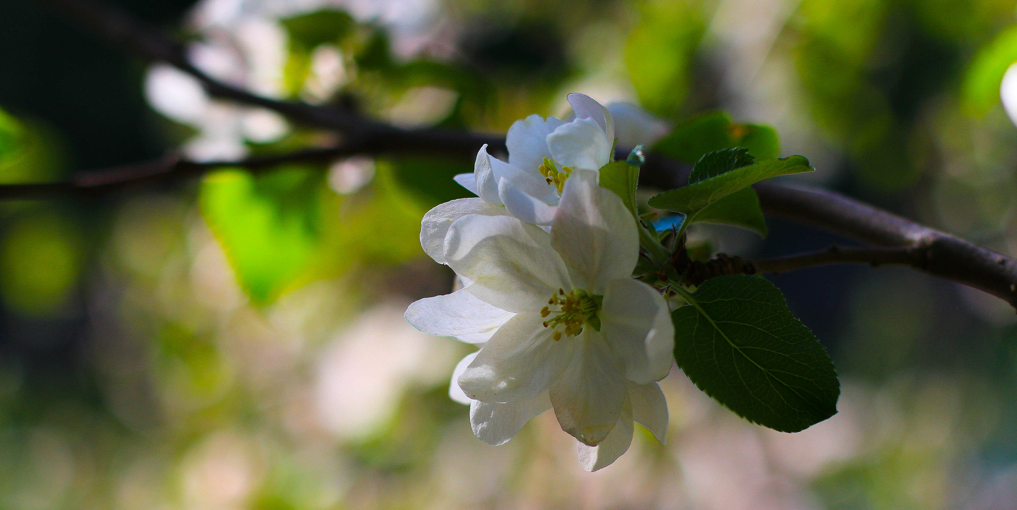 Canon EOS M + Canon EF 50mm F1.4 USM sample photo. New blossom photography