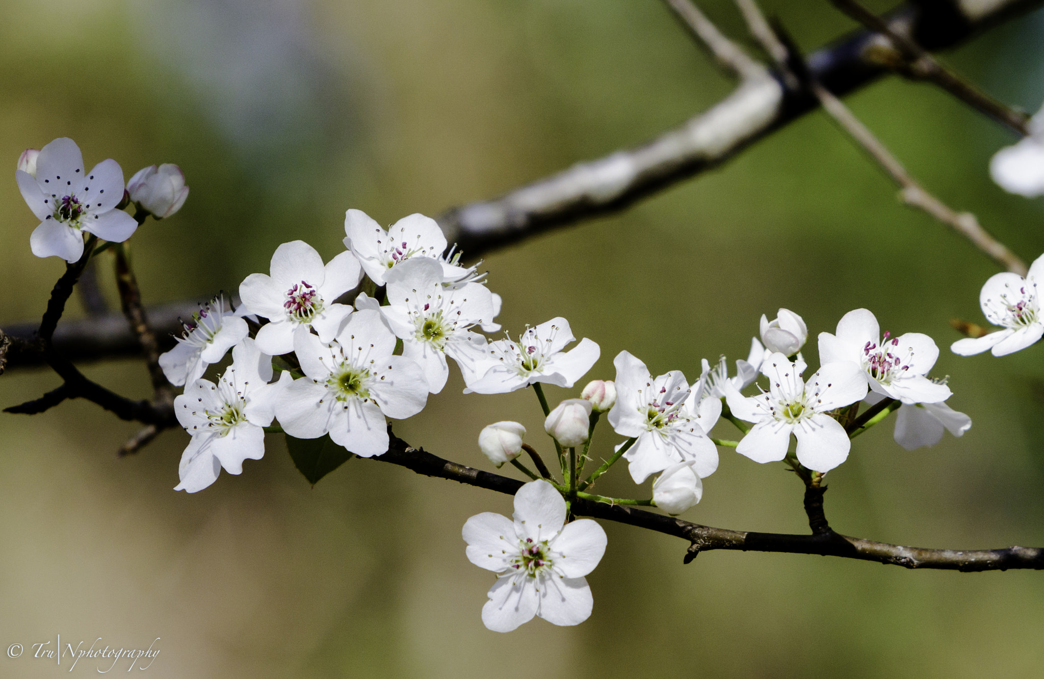 Canon EF 70-200mm F2.8L IS USM sample photo. Tqn photography