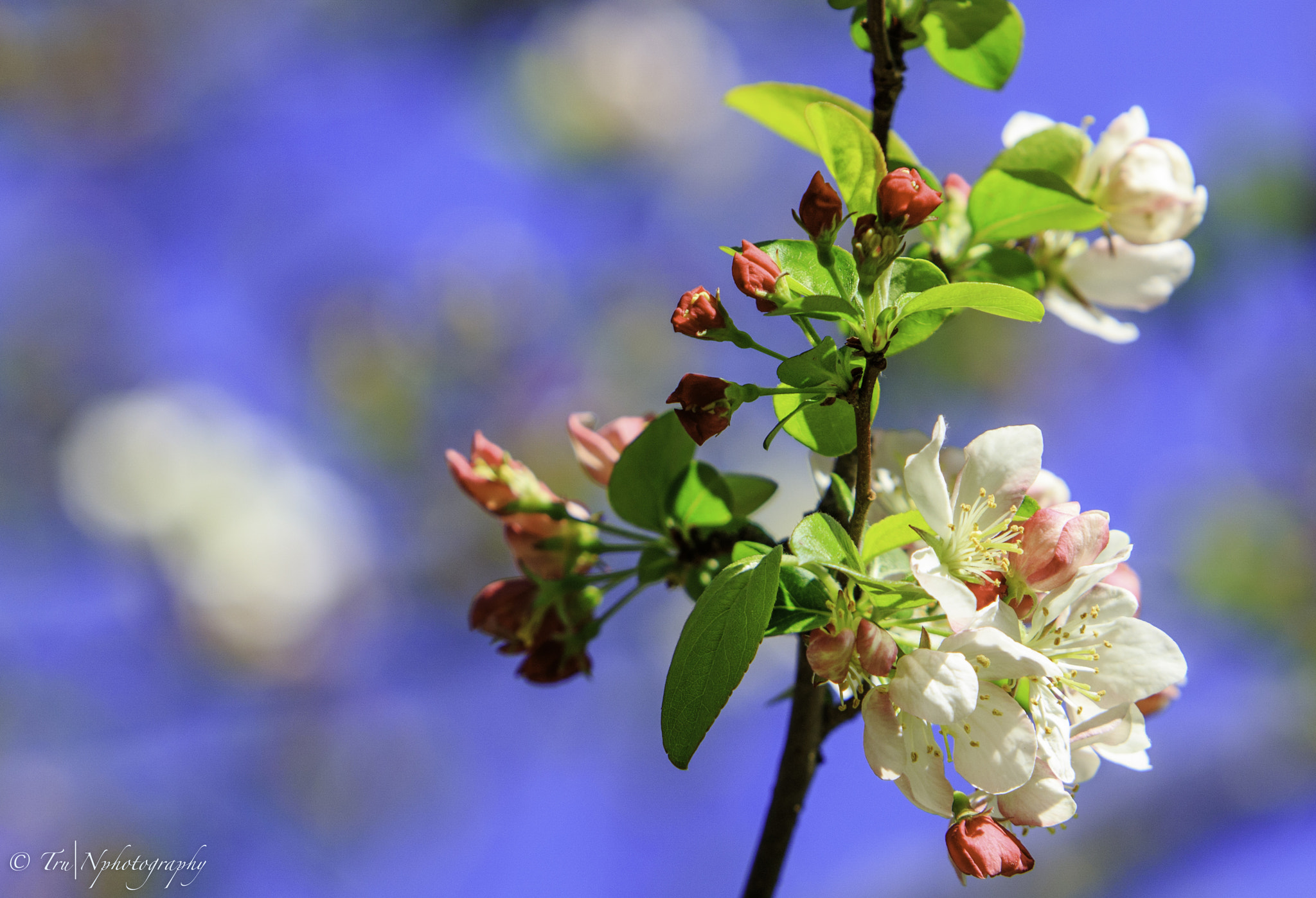 Canon EF 70-200mm F2.8L IS USM sample photo. Tqn photography