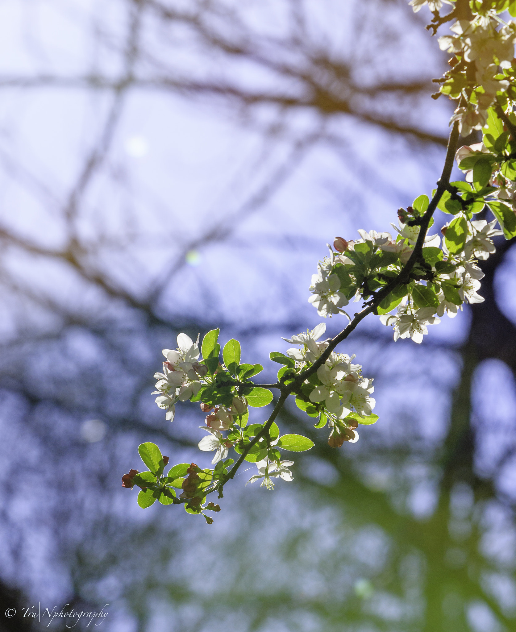 Canon EF 70-200mm F2.8L IS USM sample photo. Tqn photography