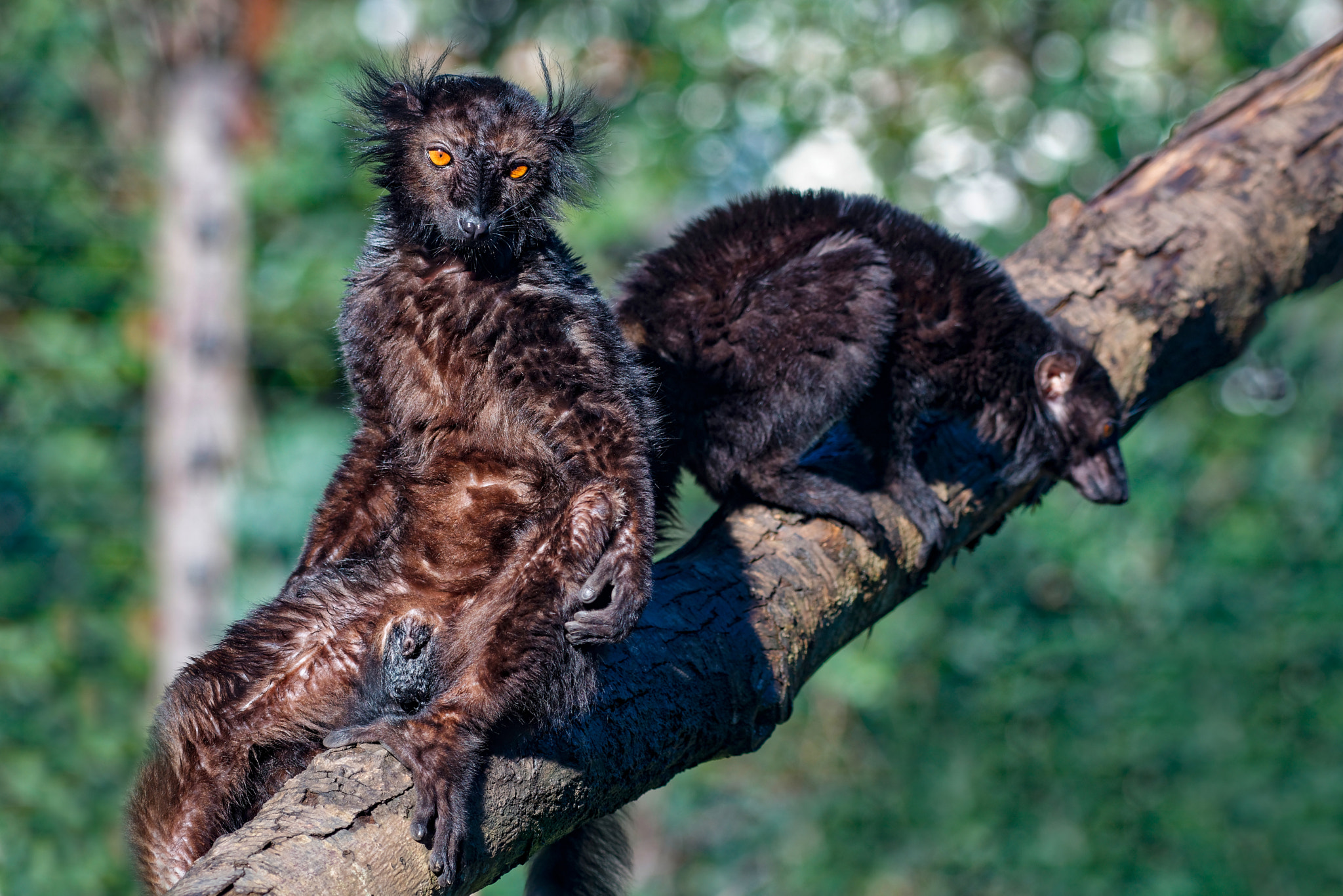 Nikon AF-S Nikkor 200-500mm F5.6E ED VR sample photo. The black lemurs photography