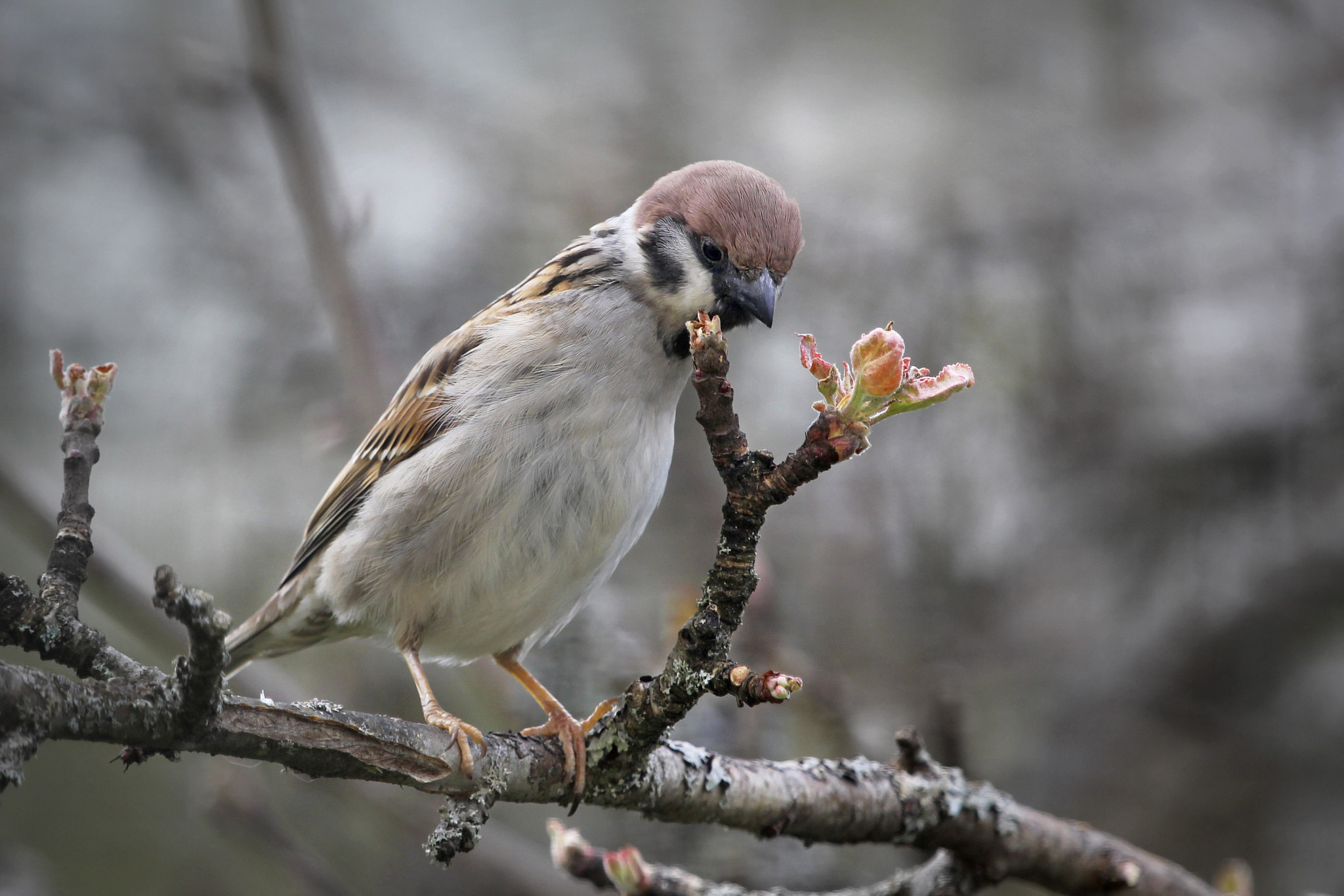 Canon EF 100-400mm F4.5-5.6L IS USM sample photo. Tree sparrow photography