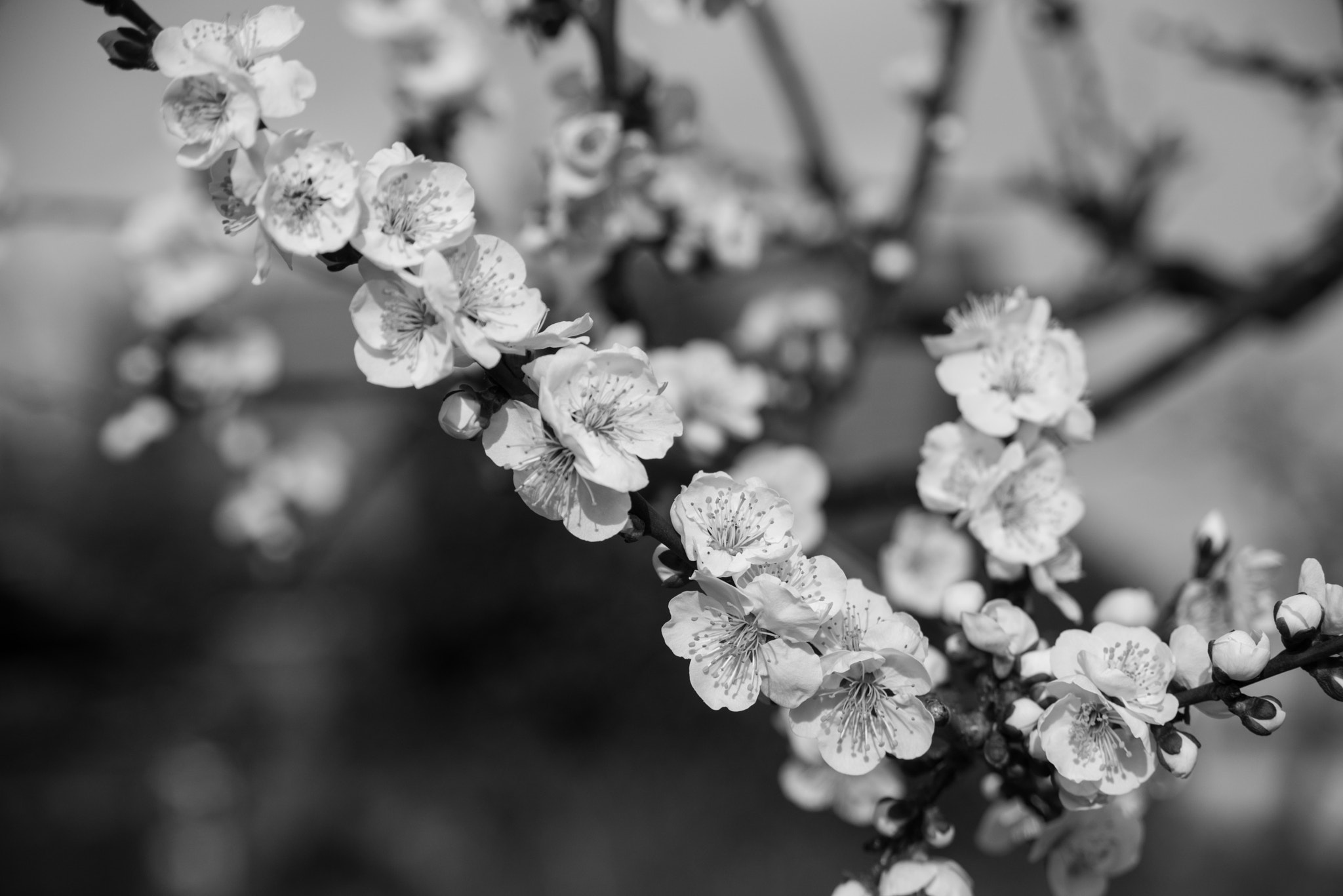 AF Zoom-Nikkor 28-105mm f/3.5-4.5D IF sample photo. Ume blossoms photography