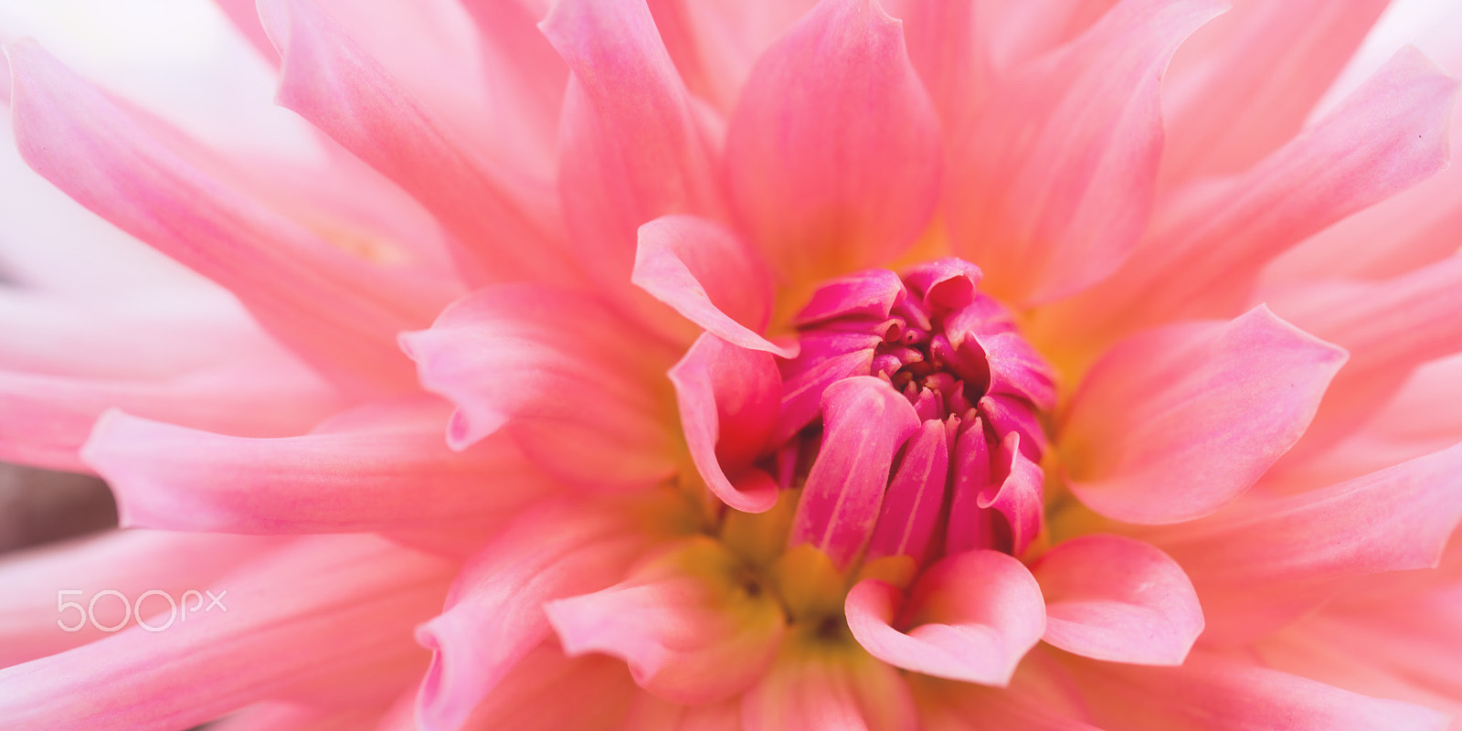 Sigma 105mm F2.8 EX DG OS HSM sample photo. Pink dahlia dream photography