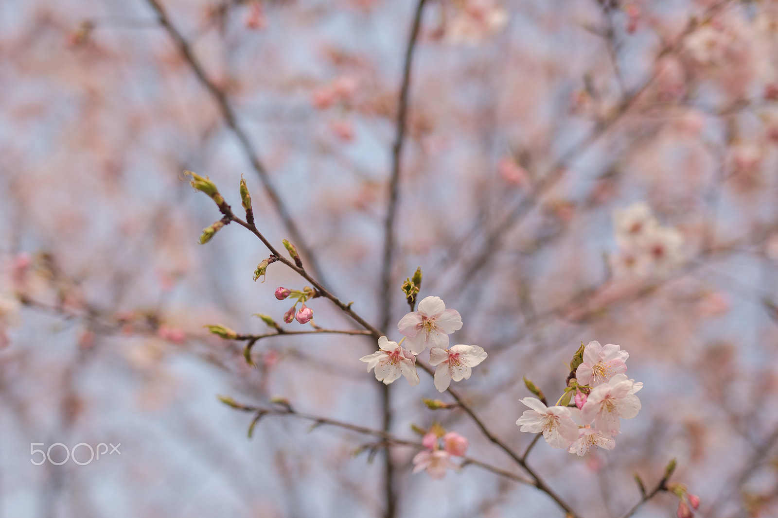 Sigma 50mm F1.4 EX DG HSM sample photo. 樱花 spring sakura photography