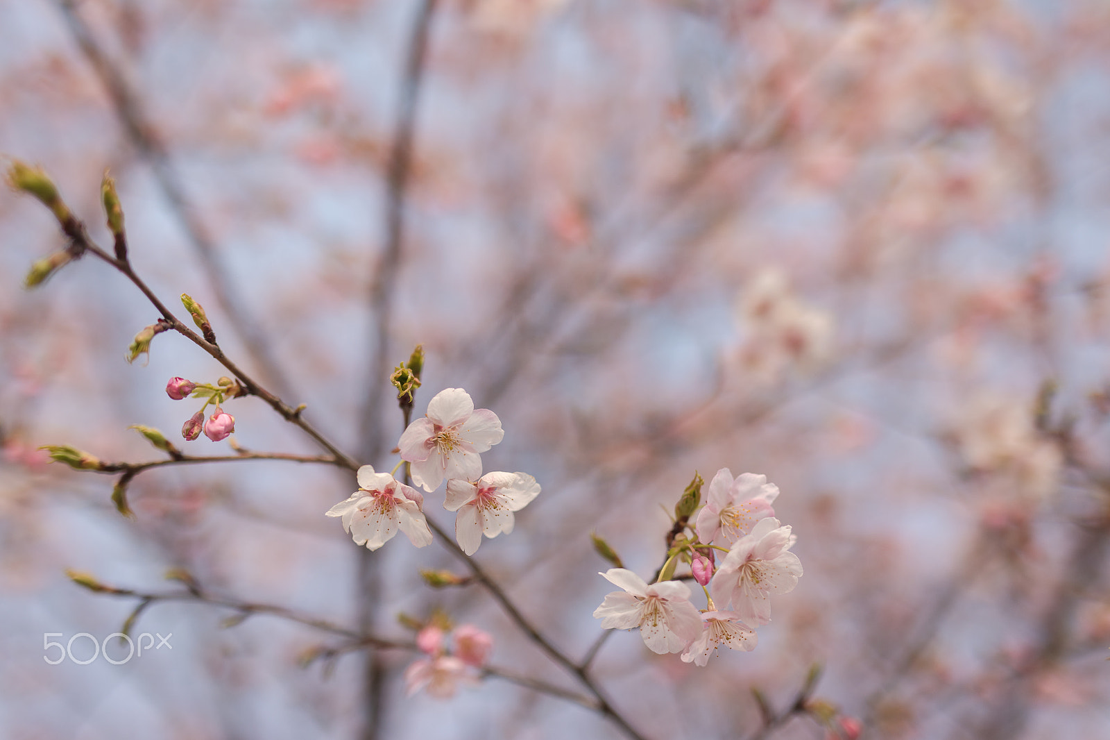 Sigma 50mm F1.4 EX DG HSM sample photo. 樱花 spring sakura photography