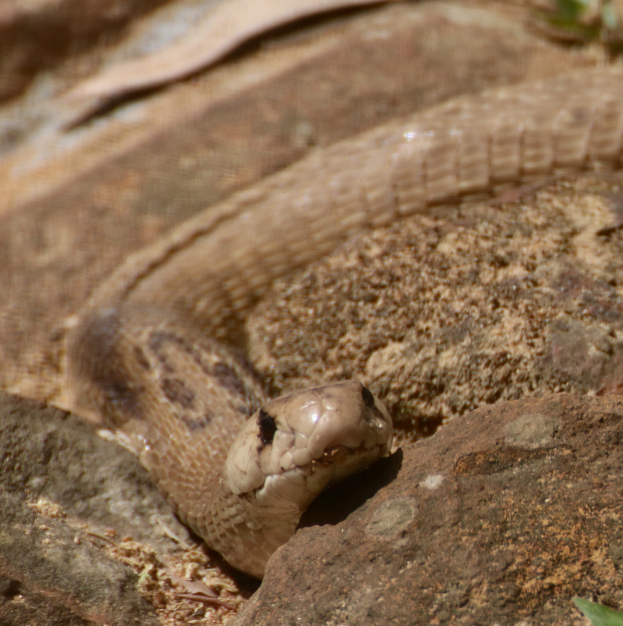 Canon EOS 760D (EOS Rebel T6s / EOS 8000D) + Canon 70-300mm sample photo. Indian cobra photography