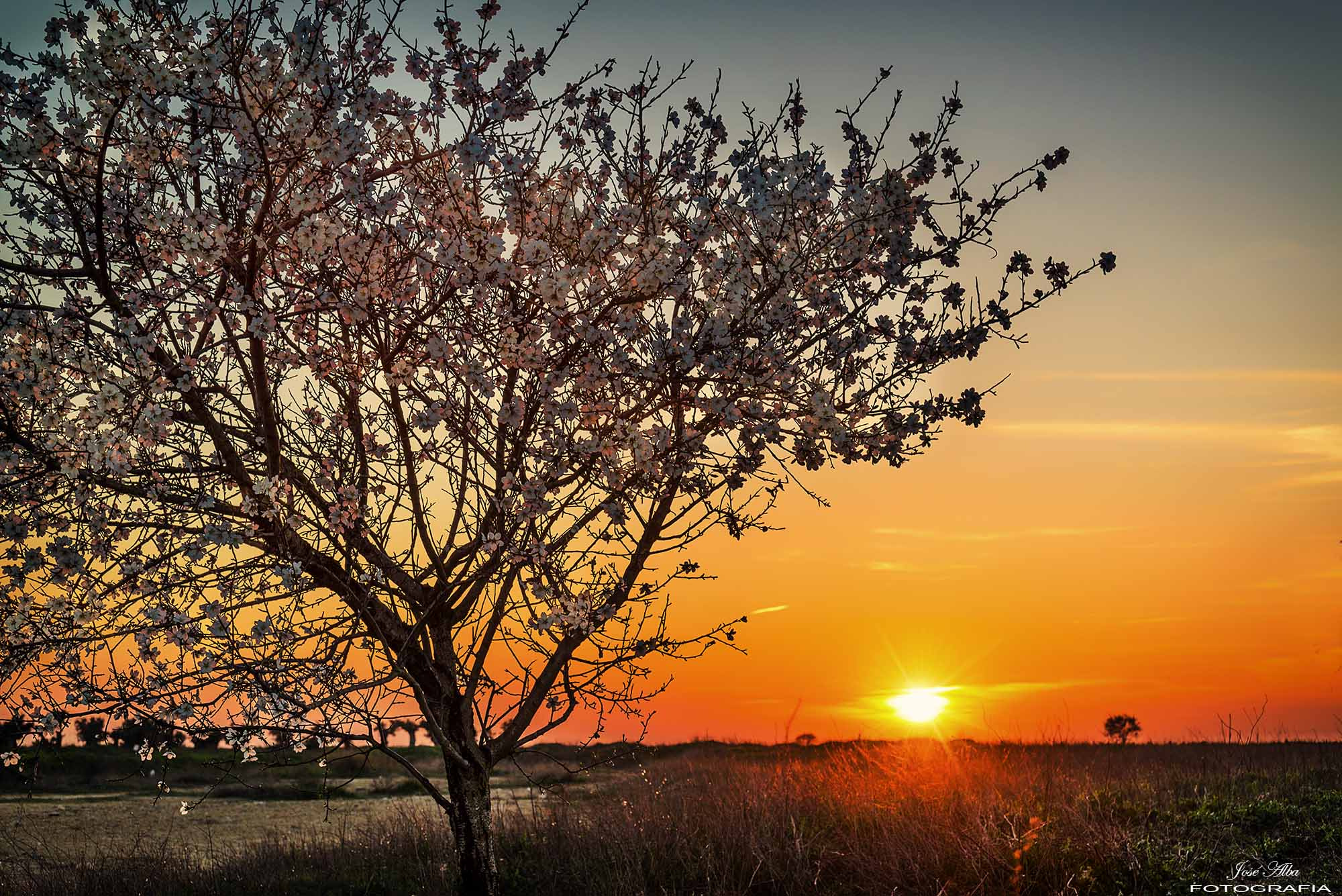 Nikon D800 sample photo. La primavera se acerca photography