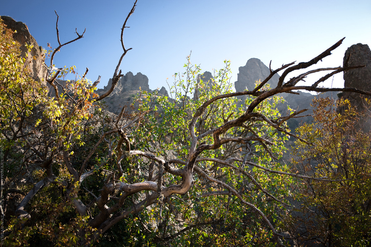 Canon EOS-1Ds Mark III sample photo. A branch photography