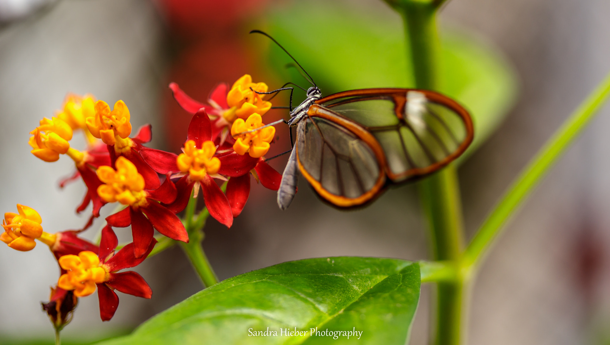 Canon EF-S 60mm F2.8 Macro USM sample photo. Glasflügler ( greta oto ) photography