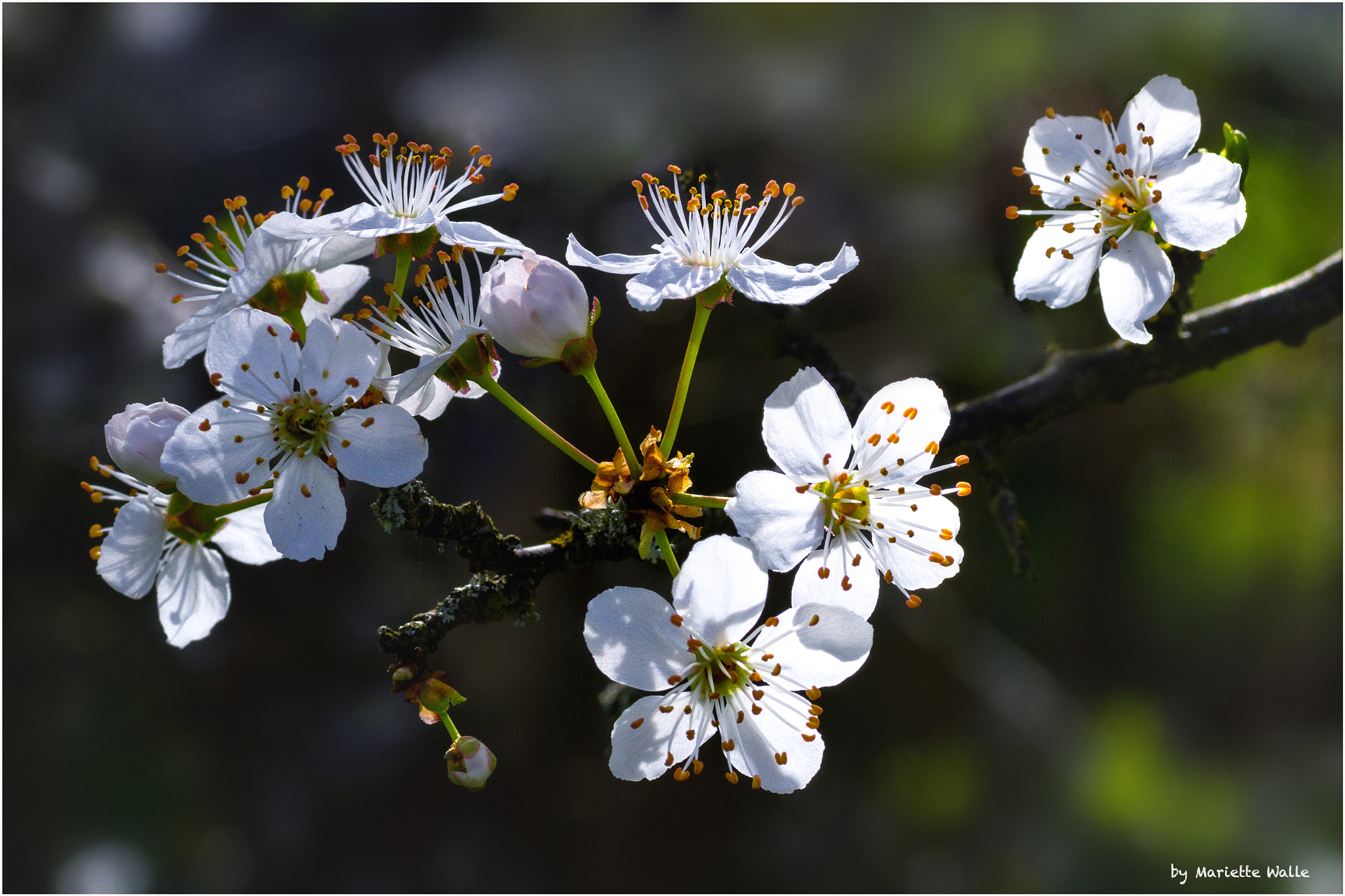 Sigma 70mm F2.8 EX DG Macro sample photo. Blooming mirabelle tree photography