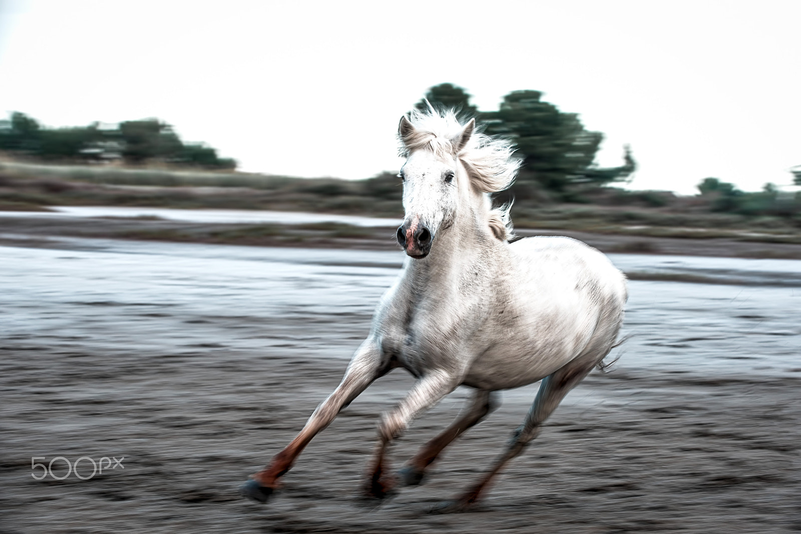 Nikon D810 sample photo. Single camargue wild horse photography