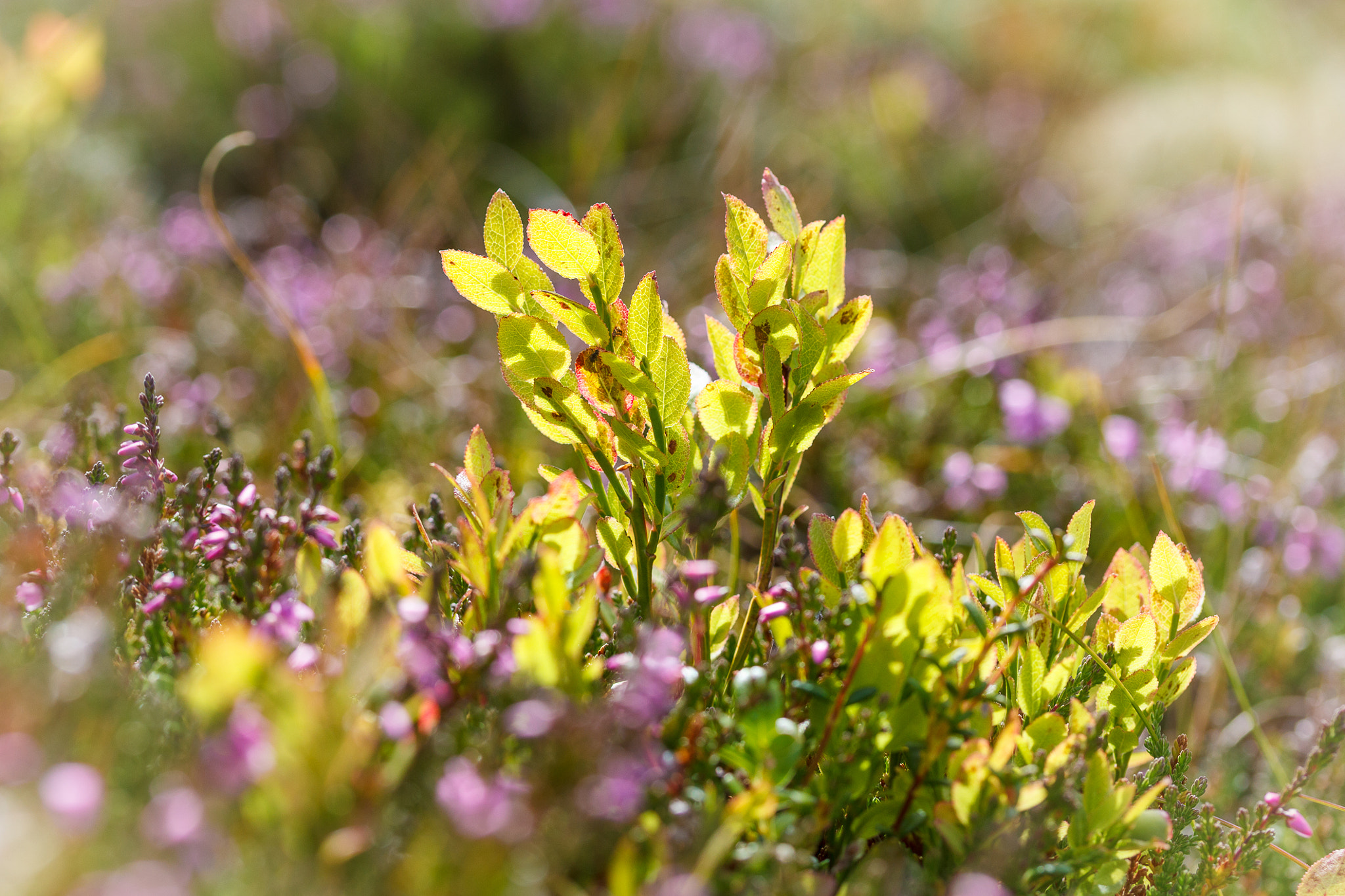 Canon EF-S 60mm F2.8 Macro USM sample photo. Vaccinium photography