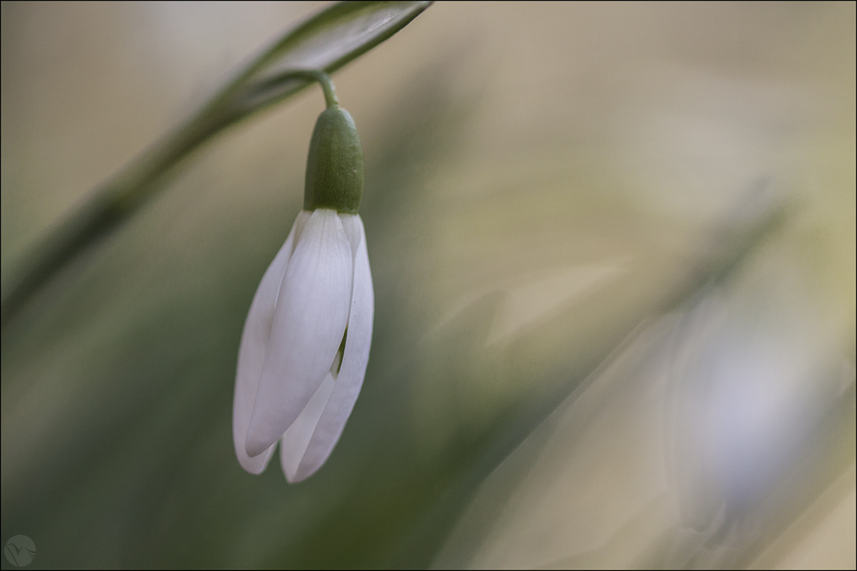 Sigma 105mm F2.8 EX DG OS HSM sample photo. Bucaneve - galanthus nivalis photography