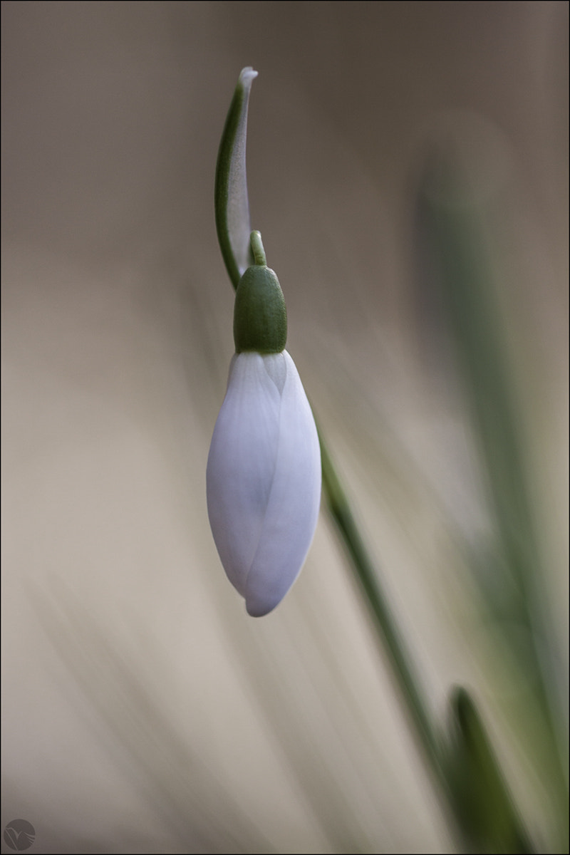 Sigma 105mm F2.8 EX DG OS HSM sample photo. Bucaneve - galanthus nivalis photography