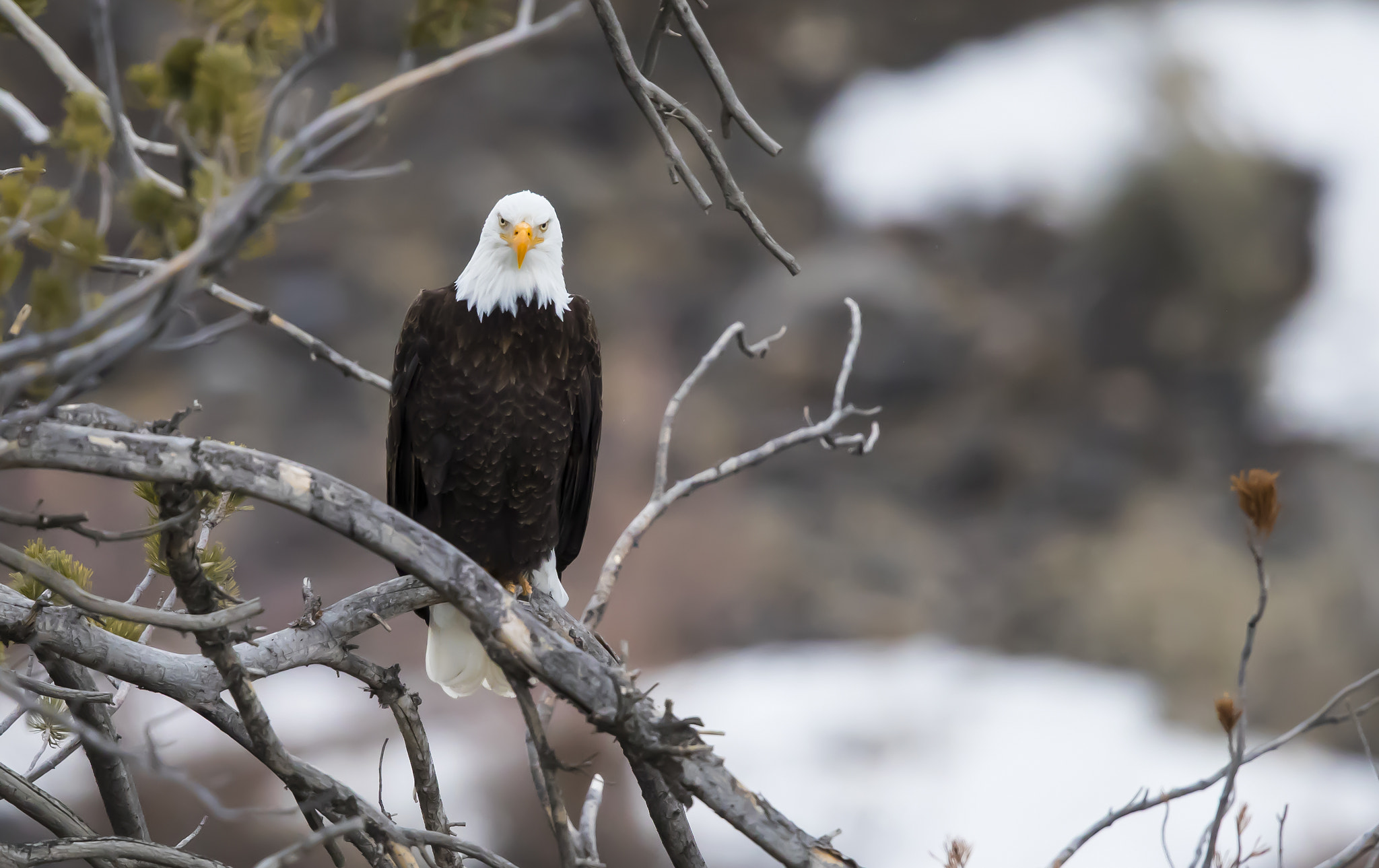 Canon EF 600mm F4L IS II USM sample photo. Bald eagle in north yellowstone photography