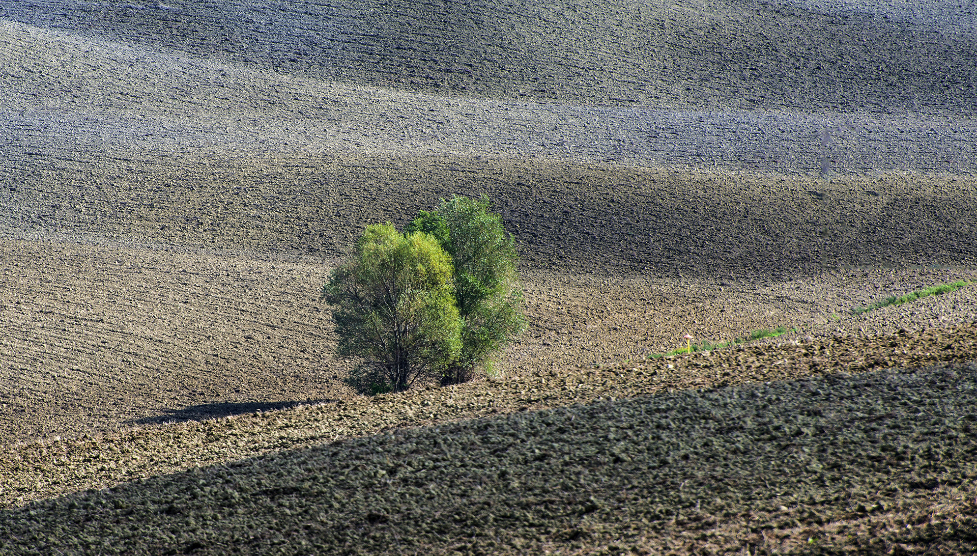 Nikon D800 sample photo. Trees photography
