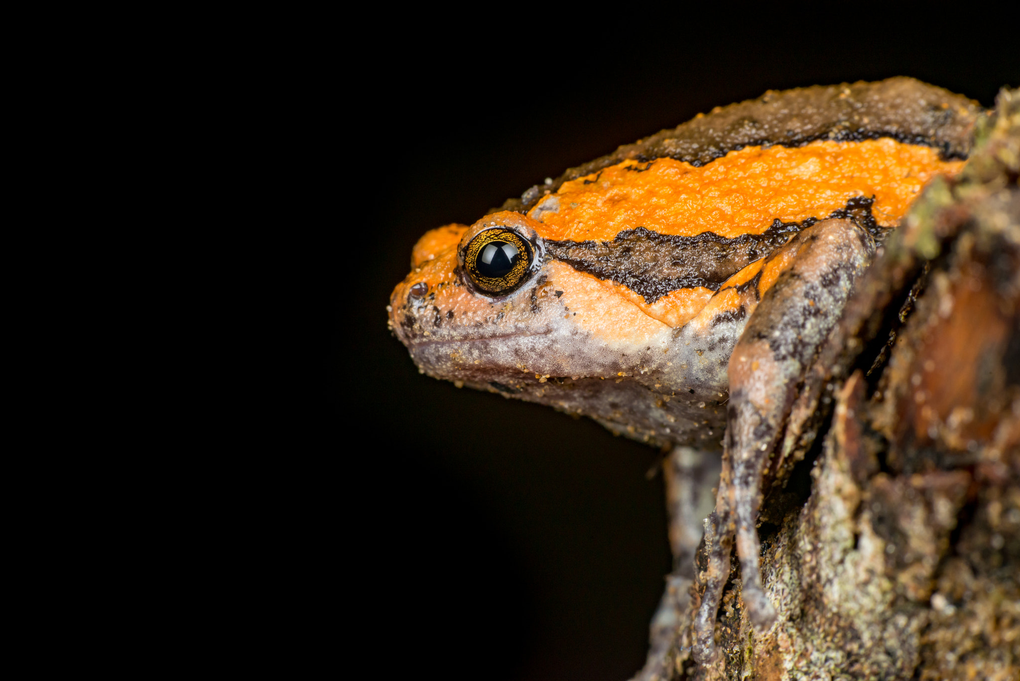 Nikon AF-S Micro-Nikkor 105mm F2.8G IF-ED VR sample photo. Orange and brown banded bull frog(kaloula pulchra) photography
