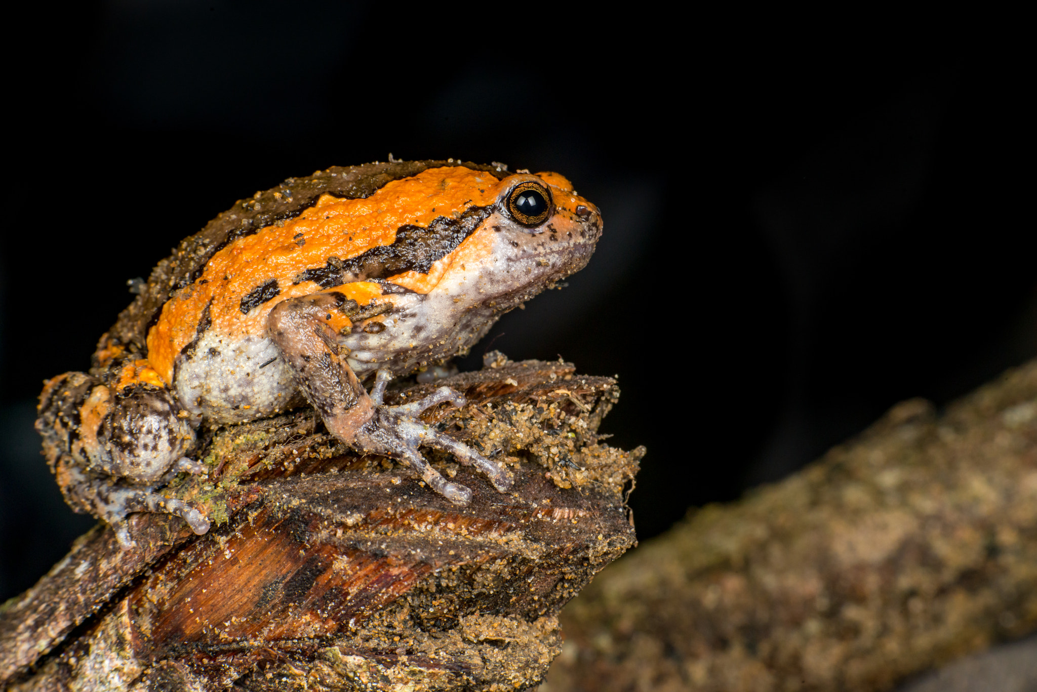 Nikon AF-S Micro-Nikkor 105mm F2.8G IF-ED VR sample photo. Orange and brown banded bull frog(kaloula pulchra) photography
