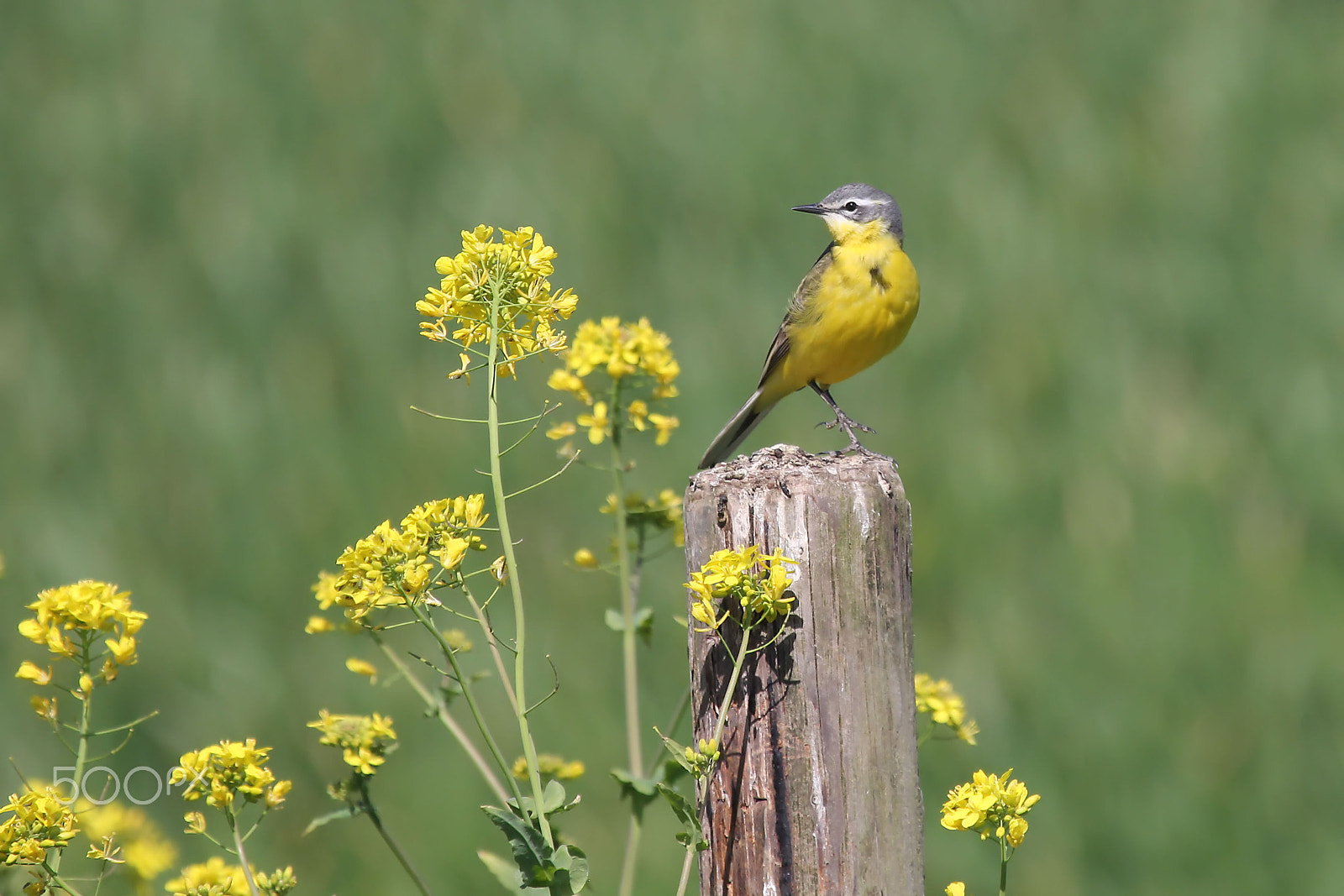 Canon EOS 60D + Canon EF 100-400mm F4.5-5.6L IS USM sample photo. Yellow wagtail photography
