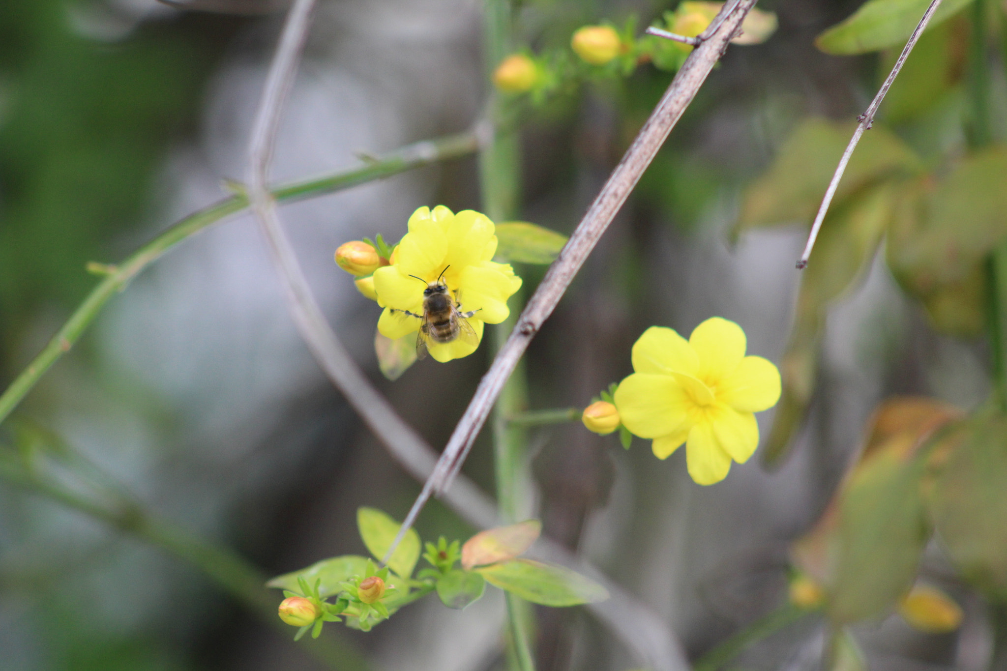 Canon EF 75-300mm f/4-5.6 USM sample photo. The bee and the flower photography