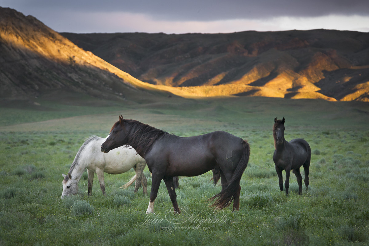 Canon EOS-1Ds Mark III sample photo. Freedom of the steppe. steppe horses photography