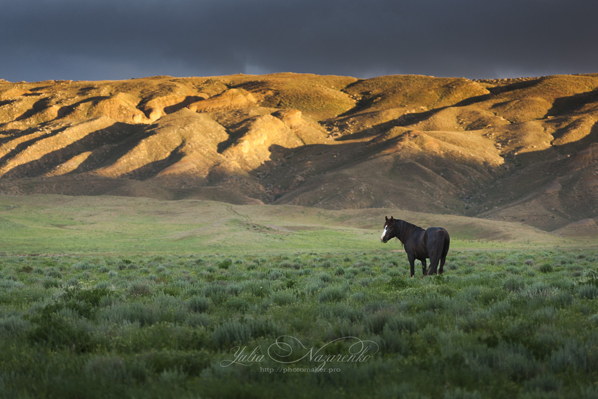 Canon EOS-1Ds Mark III sample photo. Freedom of the steppe. steppe horses photography