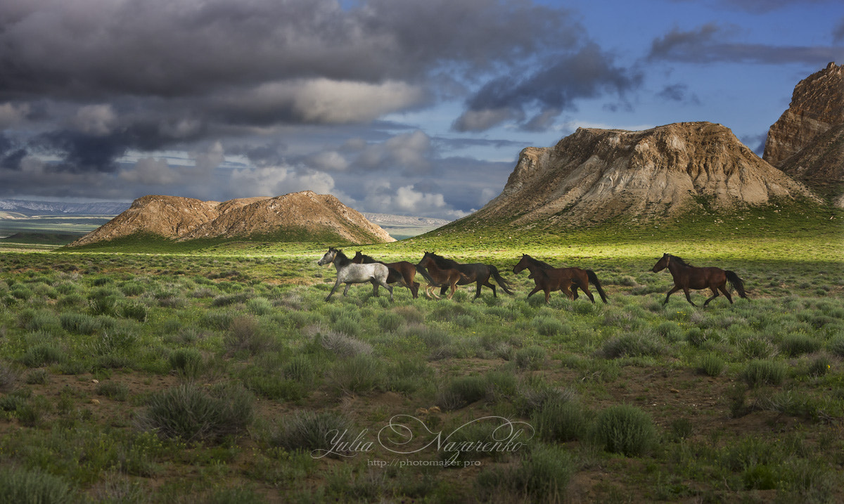 Canon EOS-1Ds Mark III + Canon EF 28-300mm F3.5-5.6L IS USM sample photo. Freedom of the steppe. steppe horses photography