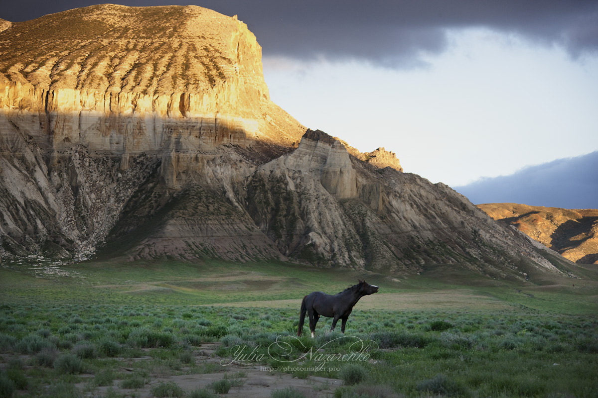 Canon EOS-1Ds Mark III sample photo. Freedom of the steppe. steppe horses photography