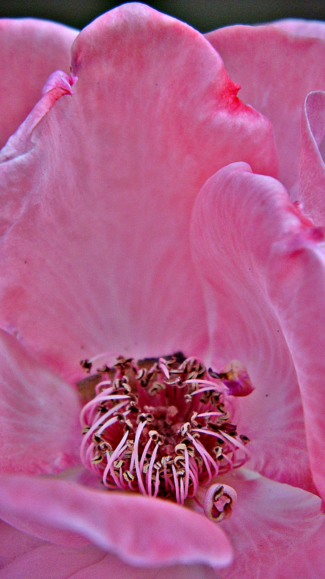 Sony DSC-T200 sample photo. Flover photography
