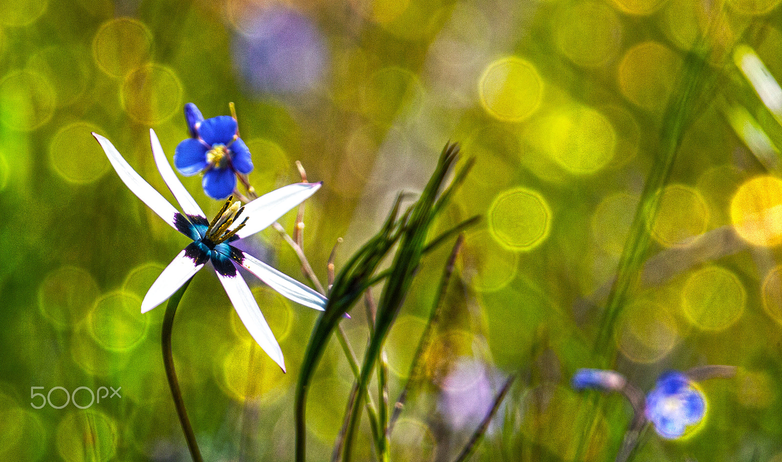 Canon EF 400mm F2.8L IS USM sample photo. Lonely star photography