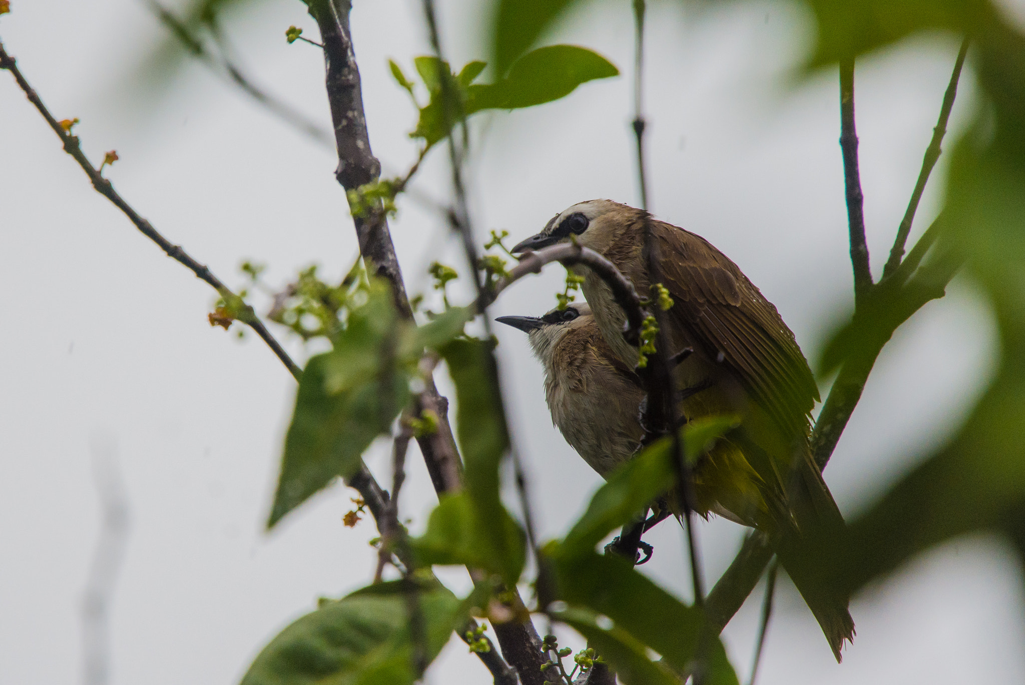 Nikon Nikkor AF-S 300mm F4E PF ED VR sample photo. Caught in the rain photography