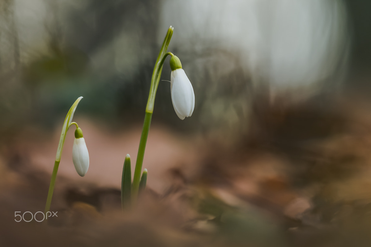Sigma APO Macro 150mm f/2.8 EX DG HSM sample photo. Schneeglöckchen photography