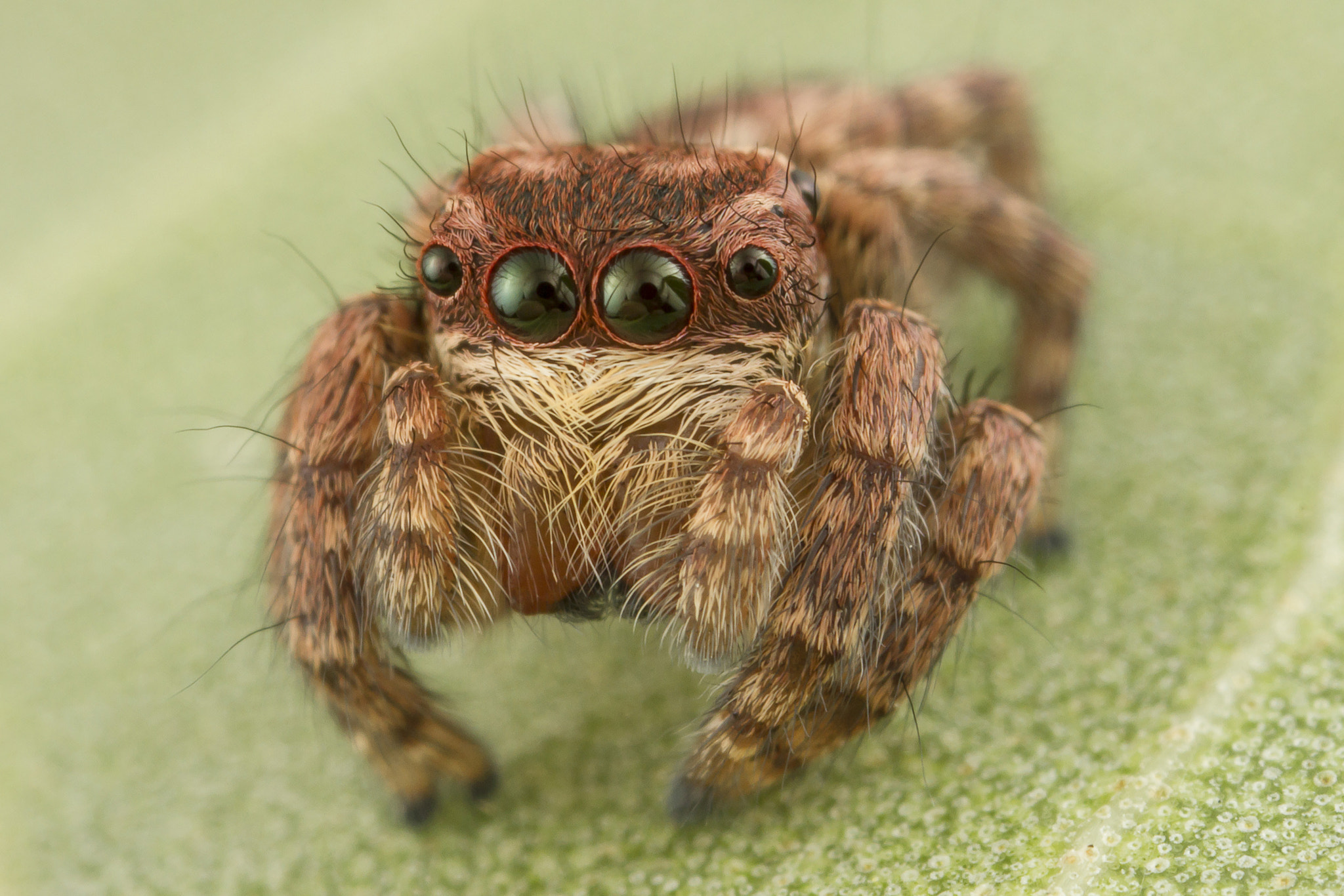 Canon MP-E 65mm F2.5 1-5x Macro Photo sample photo. Jumping spider photography