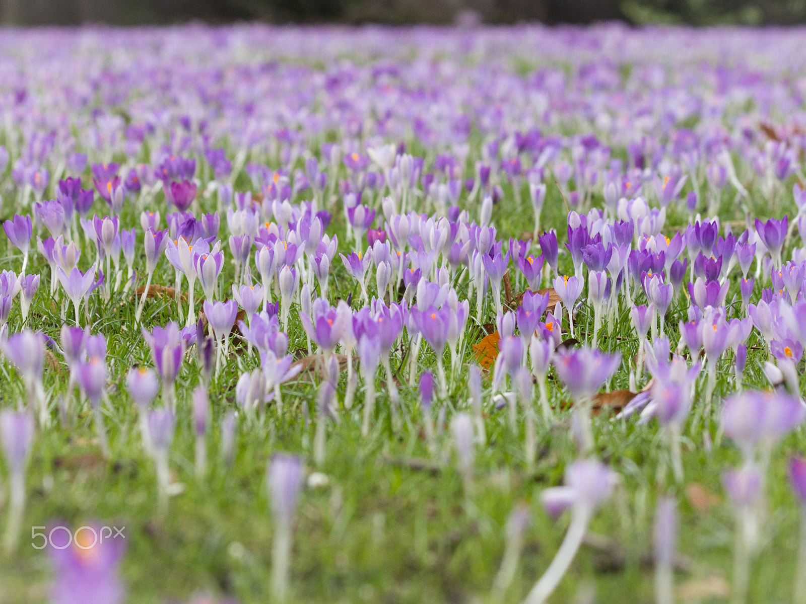 Canon EF 70-300mm F4-5.6 IS USM sample photo. Field of flowers photography