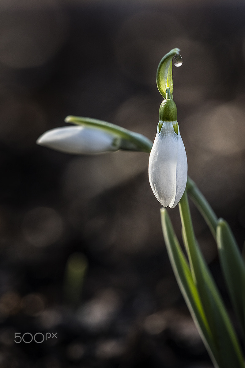 Sigma APO Macro 150mm f/2.8 EX DG HSM sample photo. Snow flower photography