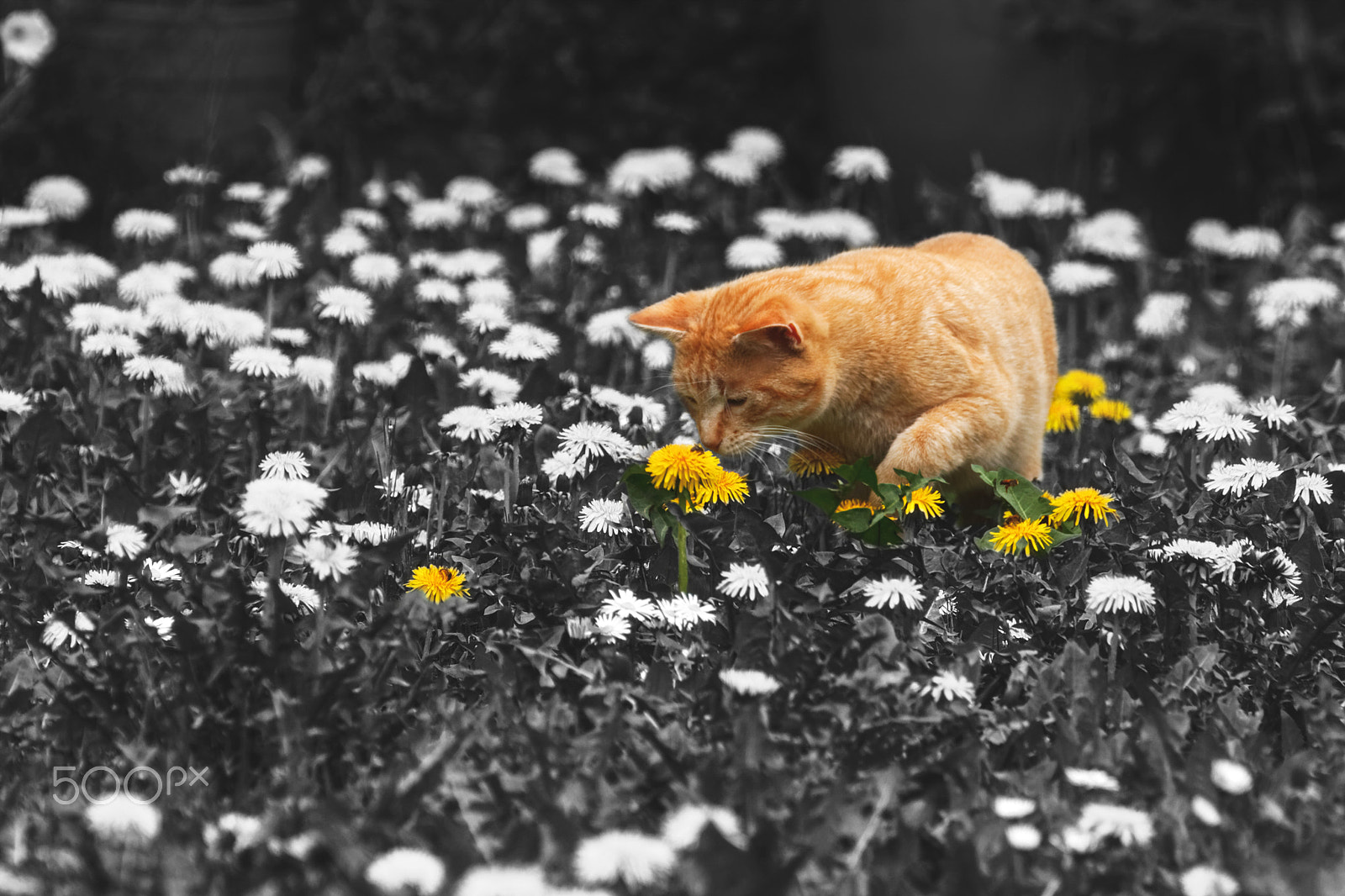 Tamron SP 35mm F1.8 Di VC USD sample photo. Cat and the bee photography