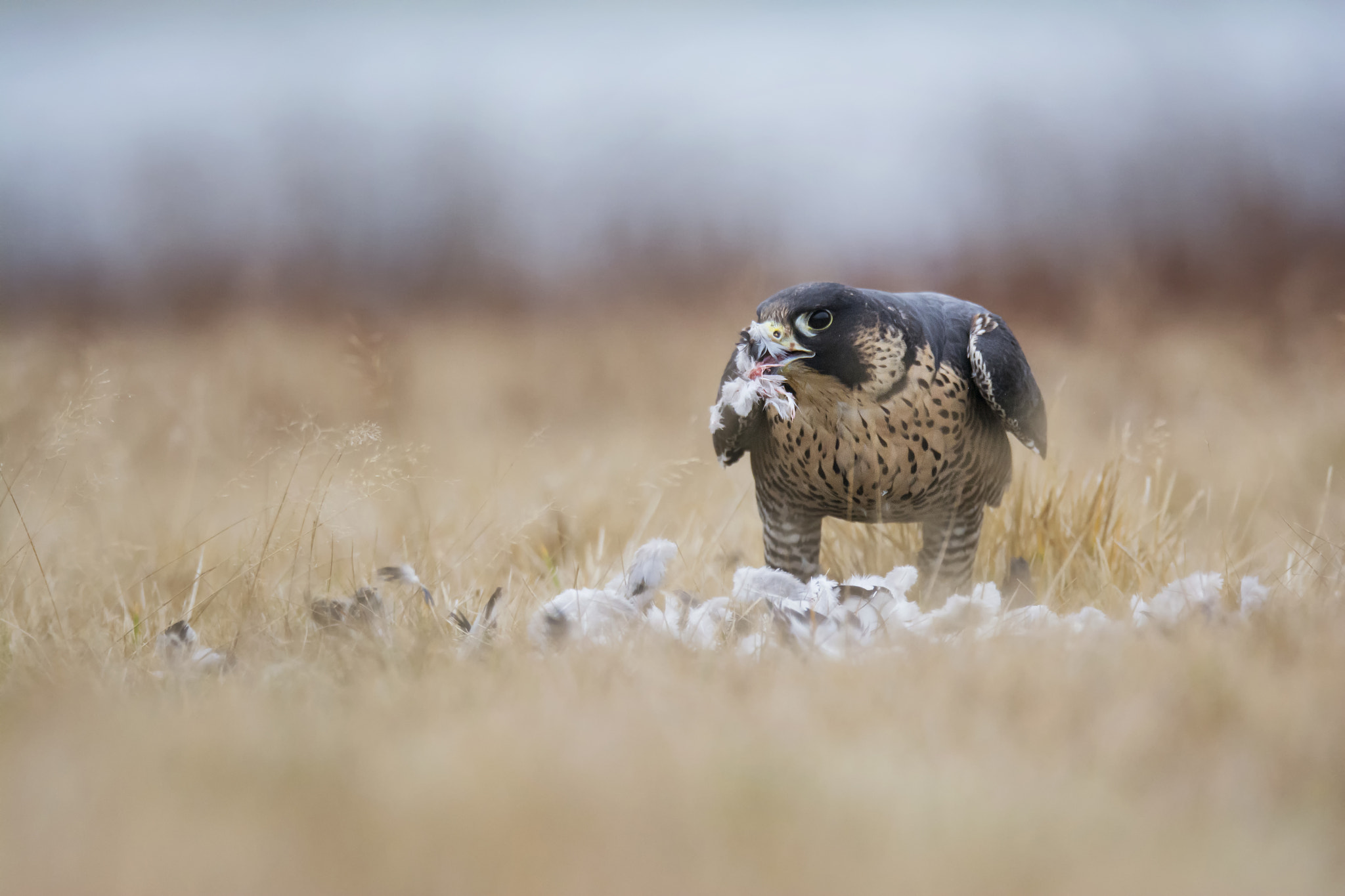 Nikon D7100 sample photo. Peregrine falcon photography