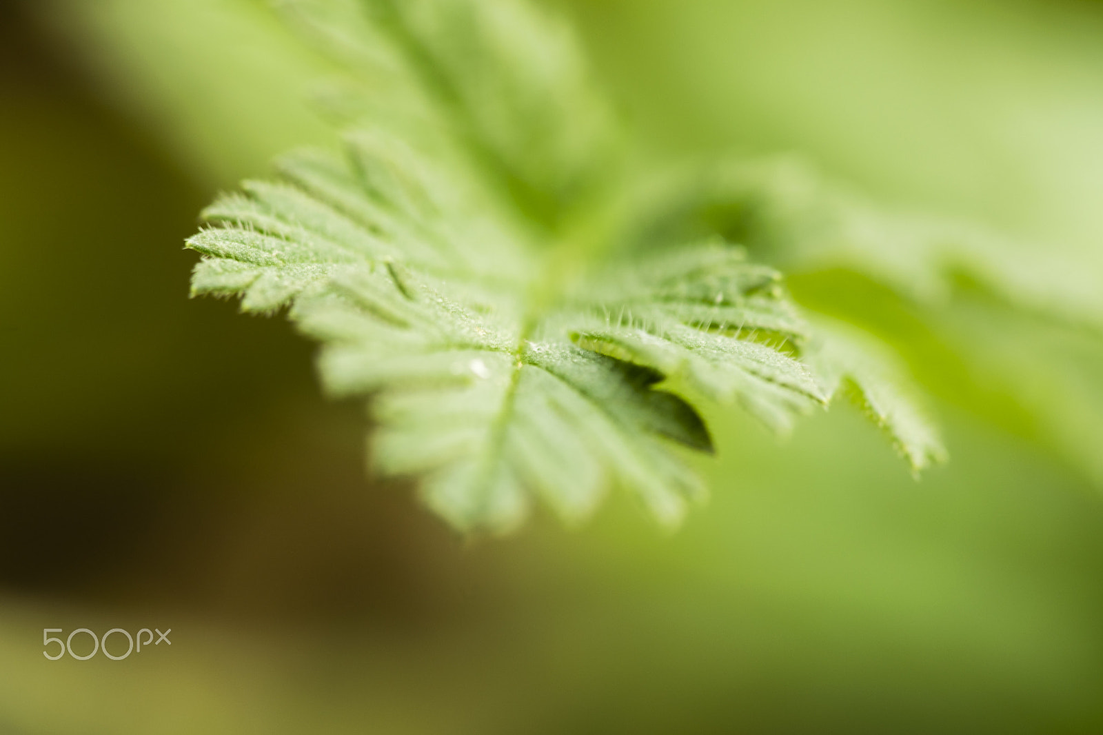 Sigma 150mm F2.8 EX DG Macro HSM sample photo. Green for tomorrow photography