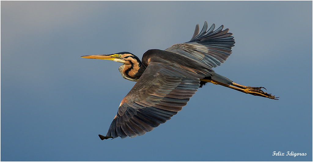 Canon EF 500mm F4L IS USM sample photo. Garza imperial photography