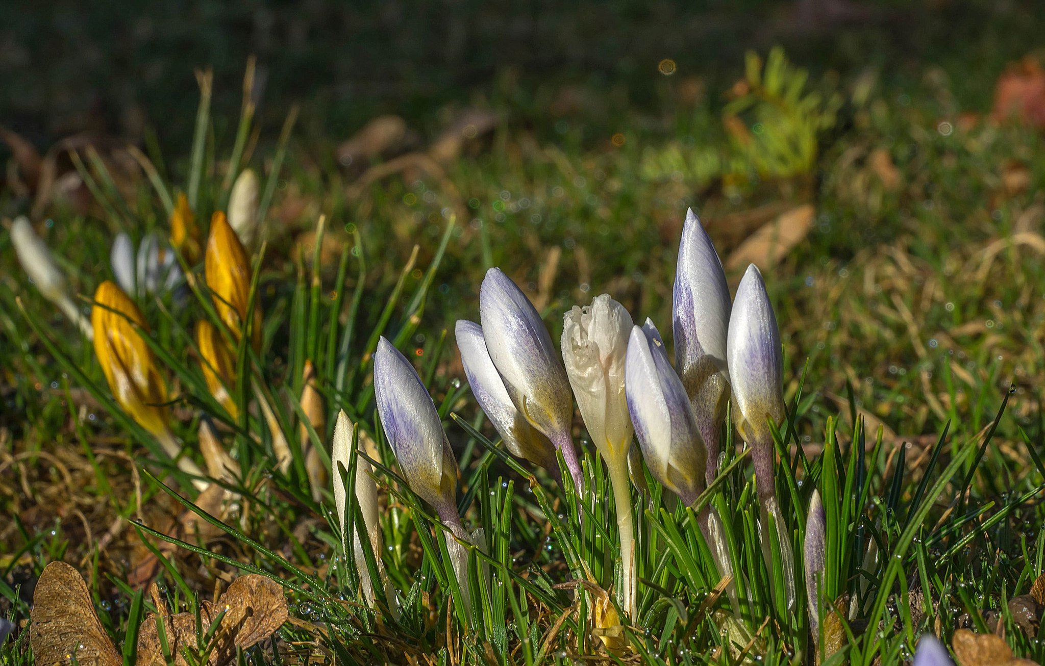 Sony a7R sample photo. Bloom and fade away photography