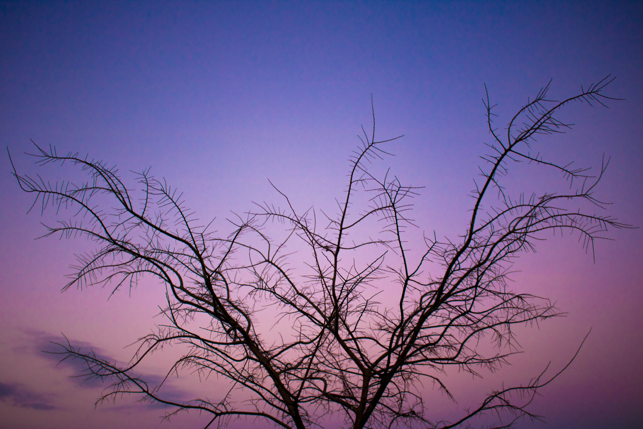 Canon EOS 760D (EOS Rebel T6s / EOS 8000D) sample photo. Lledoner photography