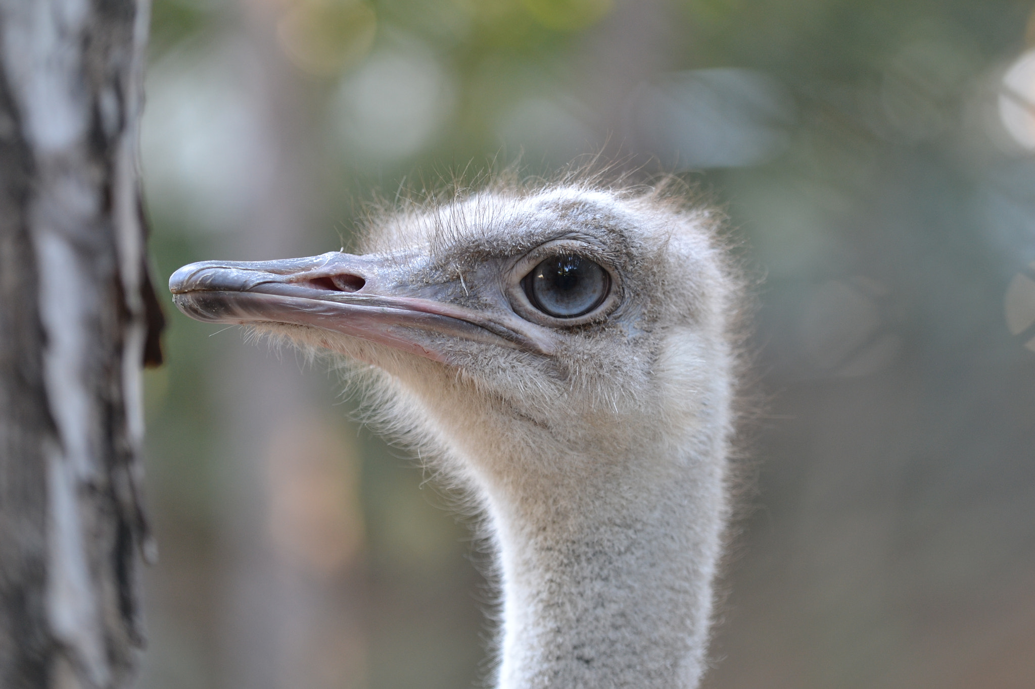 Nikon AF-S Nikkor 70-200mm F2.8G ED VR II sample photo. Ostrich photography