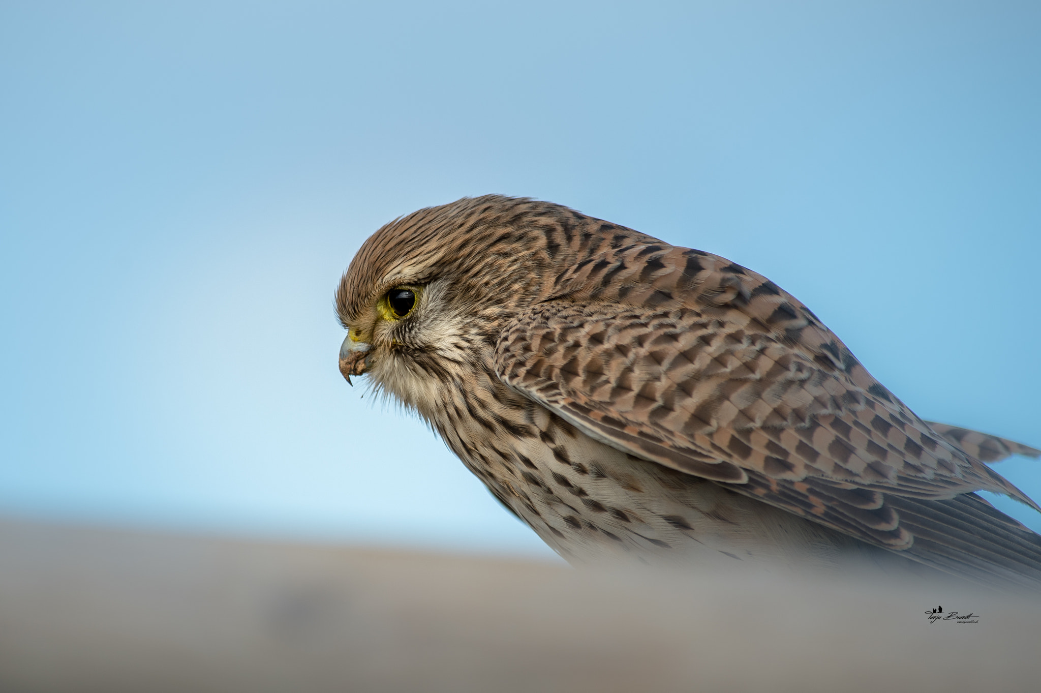 Nikon AF-S Nikkor 300mm F2.8G ED VR II sample photo. Turmi photography
