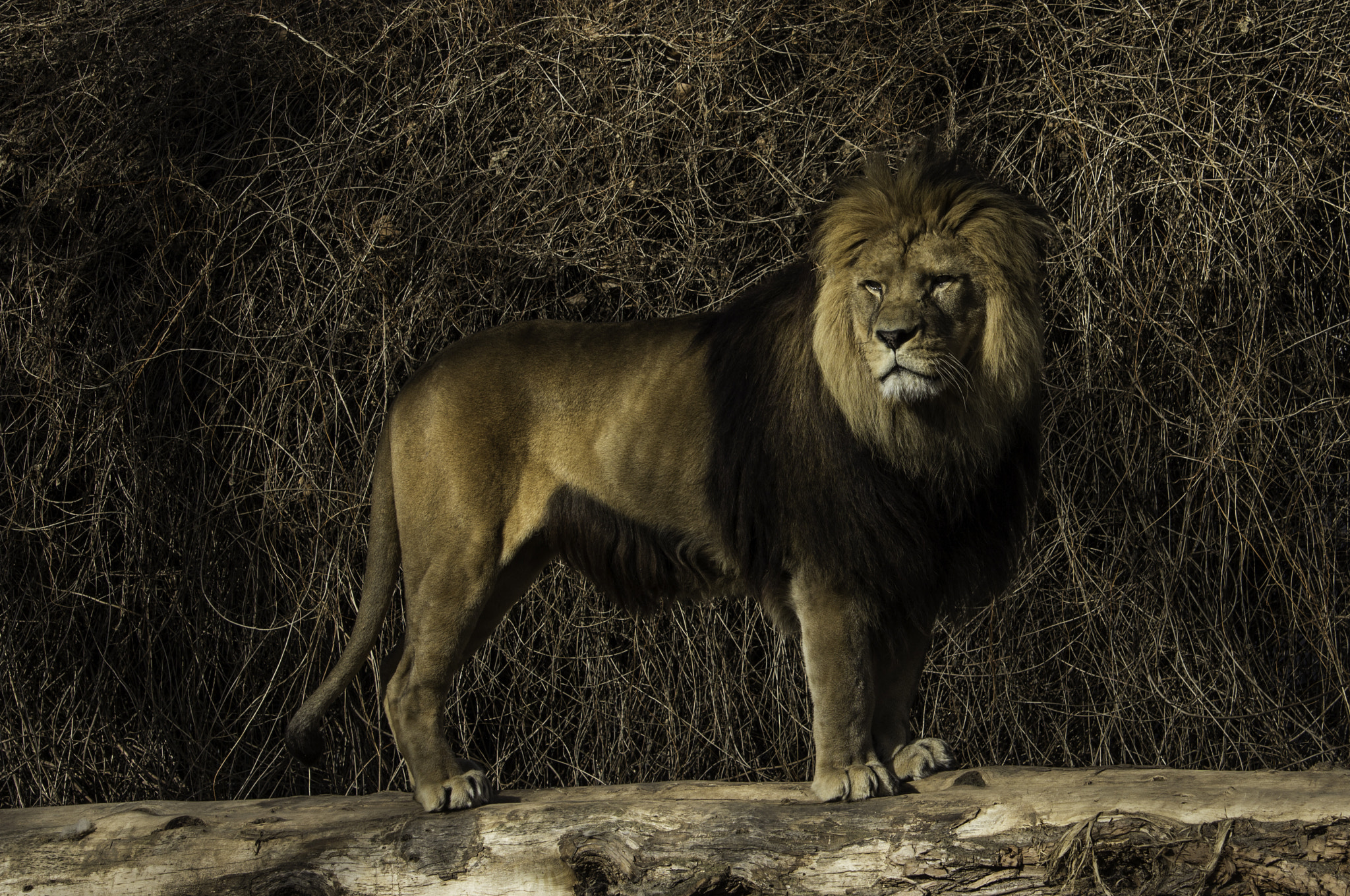 Canon EF-S 55-250mm F4-5.6 IS STM sample photo. Lion 1 photography